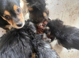 Cross breed puppies Yorkie/jack a poo