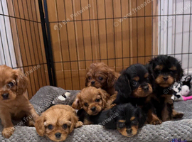 Cavalier King Charles x cava poo
