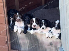 Cocker spaniel puppies #Blue/lemon roan carriers