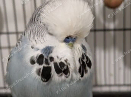 Budgies