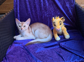 Champion BL Cinnamon Silver Abyssinian Female Available