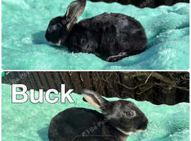 4 stunning buck rex