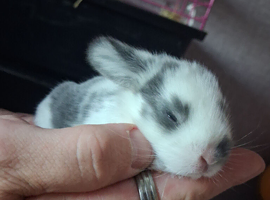 Baby mini lops purebred