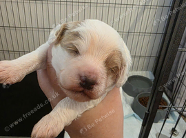 5 beautiful 3/4 cockapoo puppies