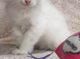 5 generation pedigree Siberian kittens READY