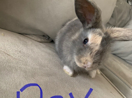 Baby lops ready for there forever homes 21st may