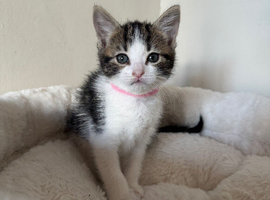 Kittens for sale