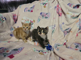 5 week old kittens 1 boy & 1 girl left