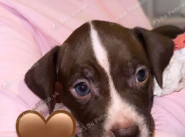 Staffy female pup