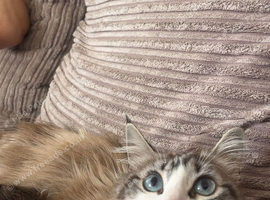 seal lynx-point Ragdoll