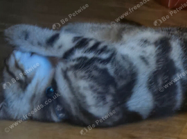Tabby male