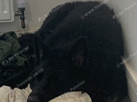 German shepherd