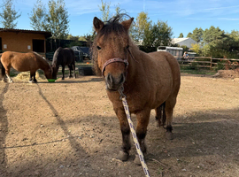 Beautiful mare