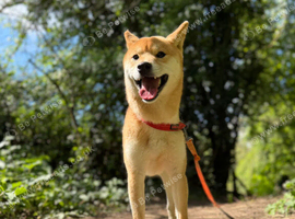 Loving Japanese Shiba Inu Rehome