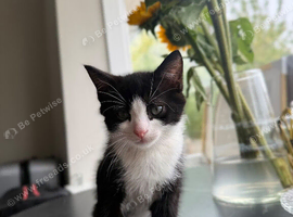 Male kitten