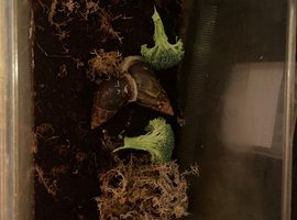 2 giant African land snails