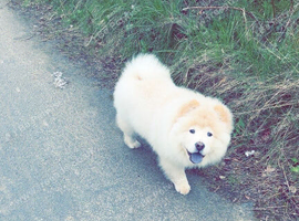 Chow chow