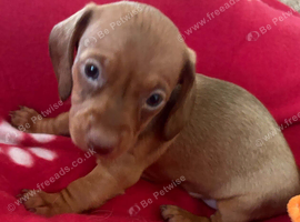 Miniature kc Dachshund