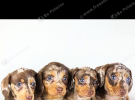 Chocolate dapple mini dachshund