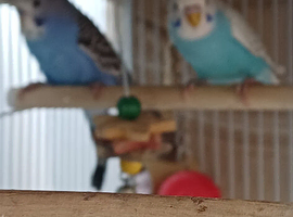 2 young cock budgies