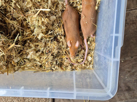 Lots of fancy mice