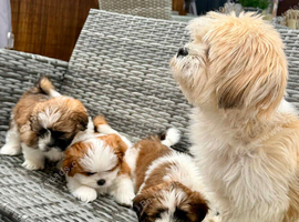 Shih Tzu puppies