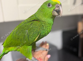 Hand-Reared Yellow Naped Amazon