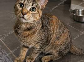 Kitten for sale