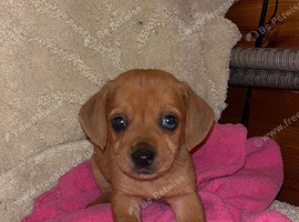 Chihuahua puppies