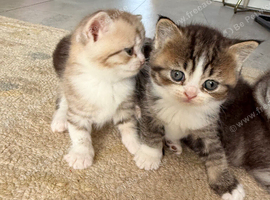* Beautiful Scottish Straight Kittens for Sale