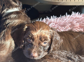 1 darling female chocolate cockapoo