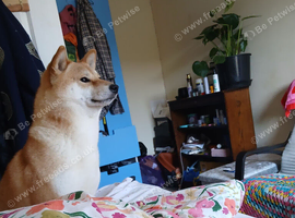 3yo shiba inu girl