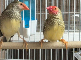 3 pair hex fincher and red star finchers