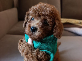 poodle puppies