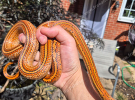 Four Corn Snakes
