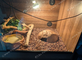 Vivarium and ball python