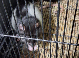 Rat and cage