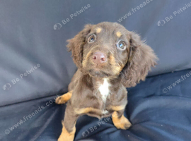 Working cocker spaniel girl