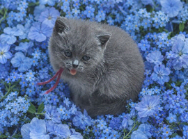 Exceptional Tica registered british shorthairs