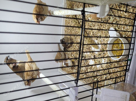 Bengalise finches