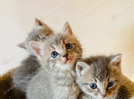 British long hair mix kittens