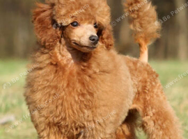 Looking for a female toy poodle