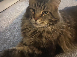 For Stud Maine coon
