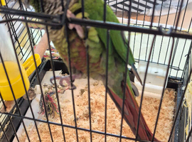 Conure and Ringneck