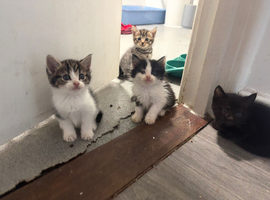 Domestic shorthair kittens