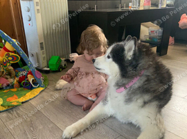 4yr old husky