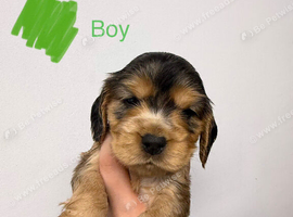 7 Show Cocker Spaniels for sale