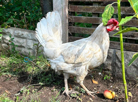 5 Chickens From Sale