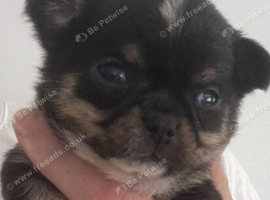 Kc registered Chihuahua pups