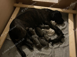 Cane corso puppies